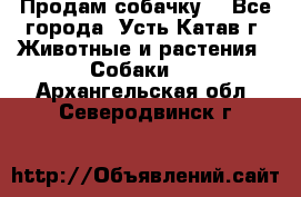 Продам собачку  - Все города, Усть-Катав г. Животные и растения » Собаки   . Архангельская обл.,Северодвинск г.